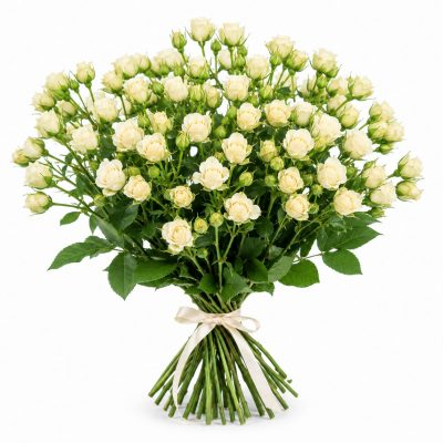 25 кустовых кремовых роз с белой атласной лентой на белом фоне